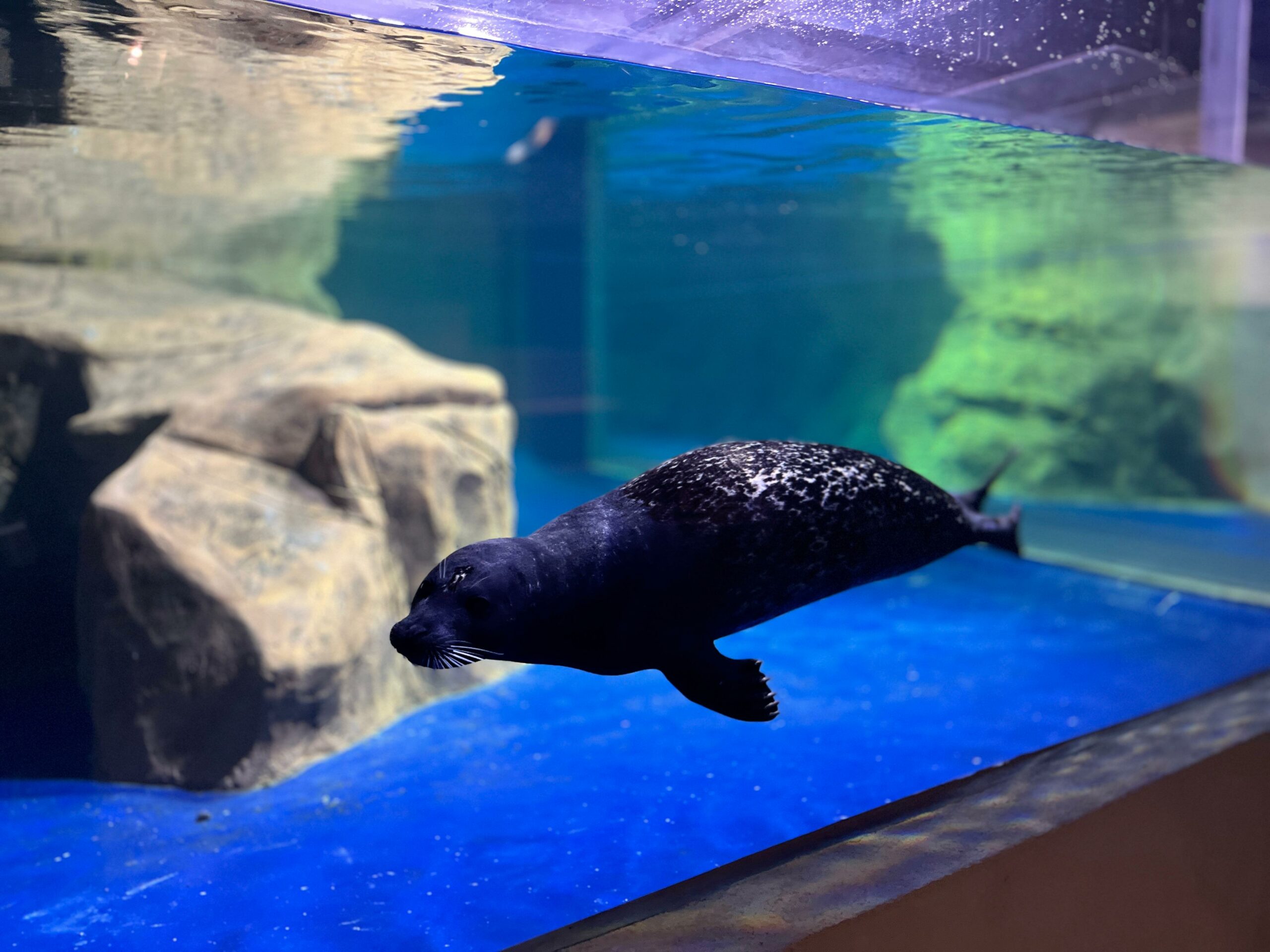 Seal-iously Adorable Jakarta Aquarium & Safari_4