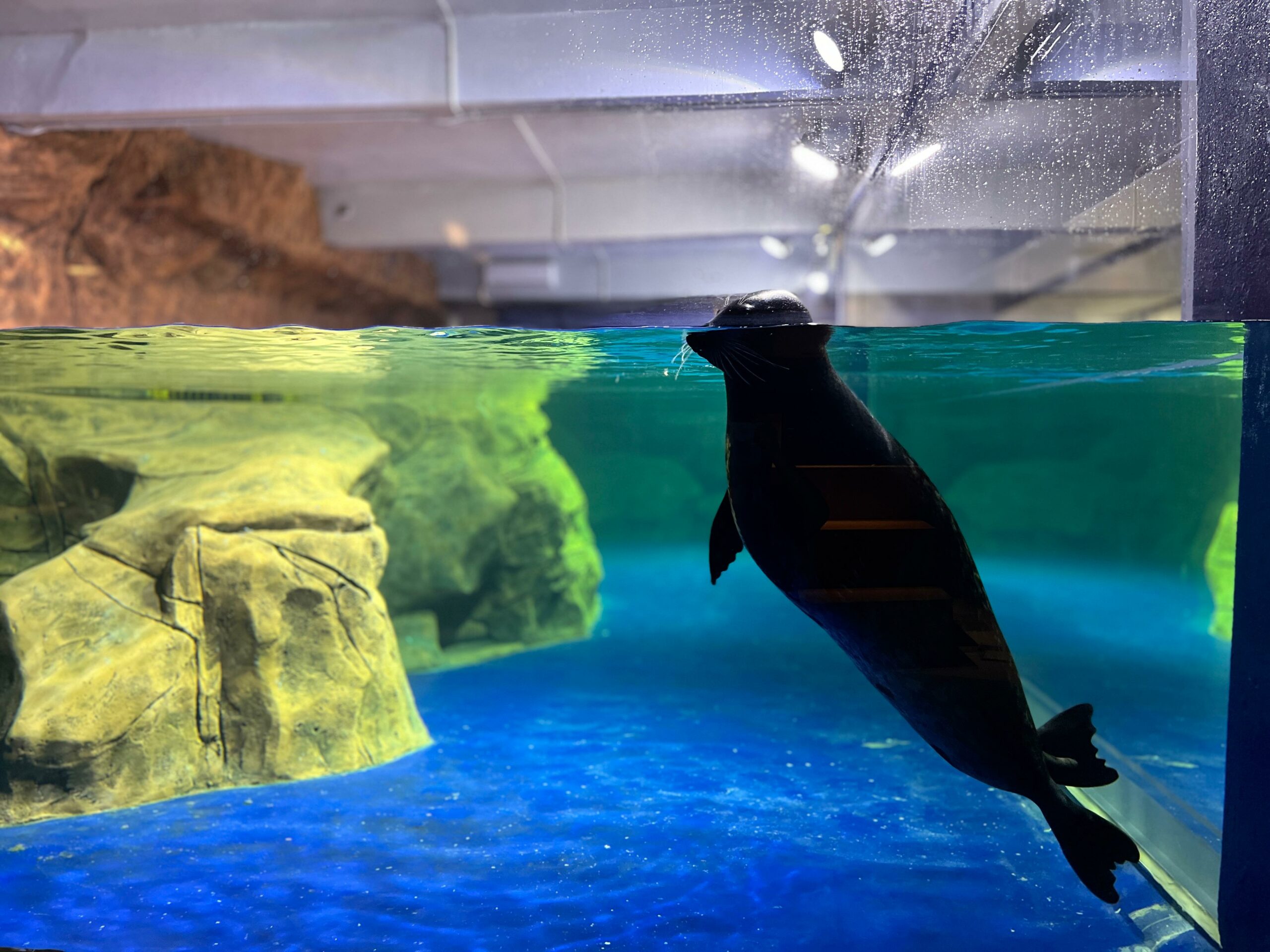 Seal-iously Adorable Jakarta Aquarium & Safari_6